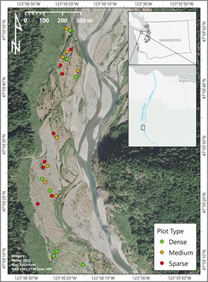 Riverbank lupine’s (Lupinus rivularis) influence on conifer growth, ectomycorrhizal colonization, and neighboring vegetation in coarse sediments left behind after dam removal